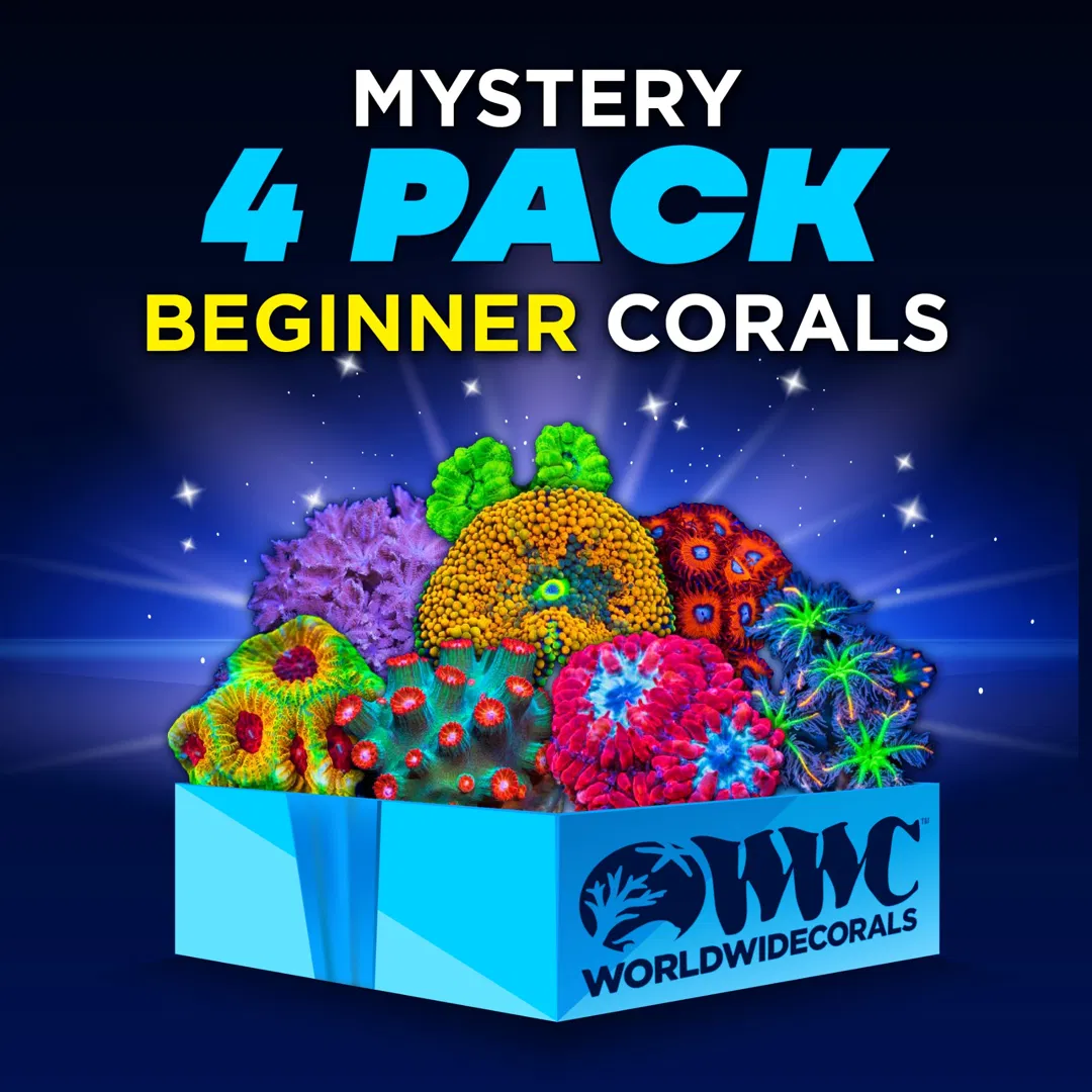 World Wide Corals ad