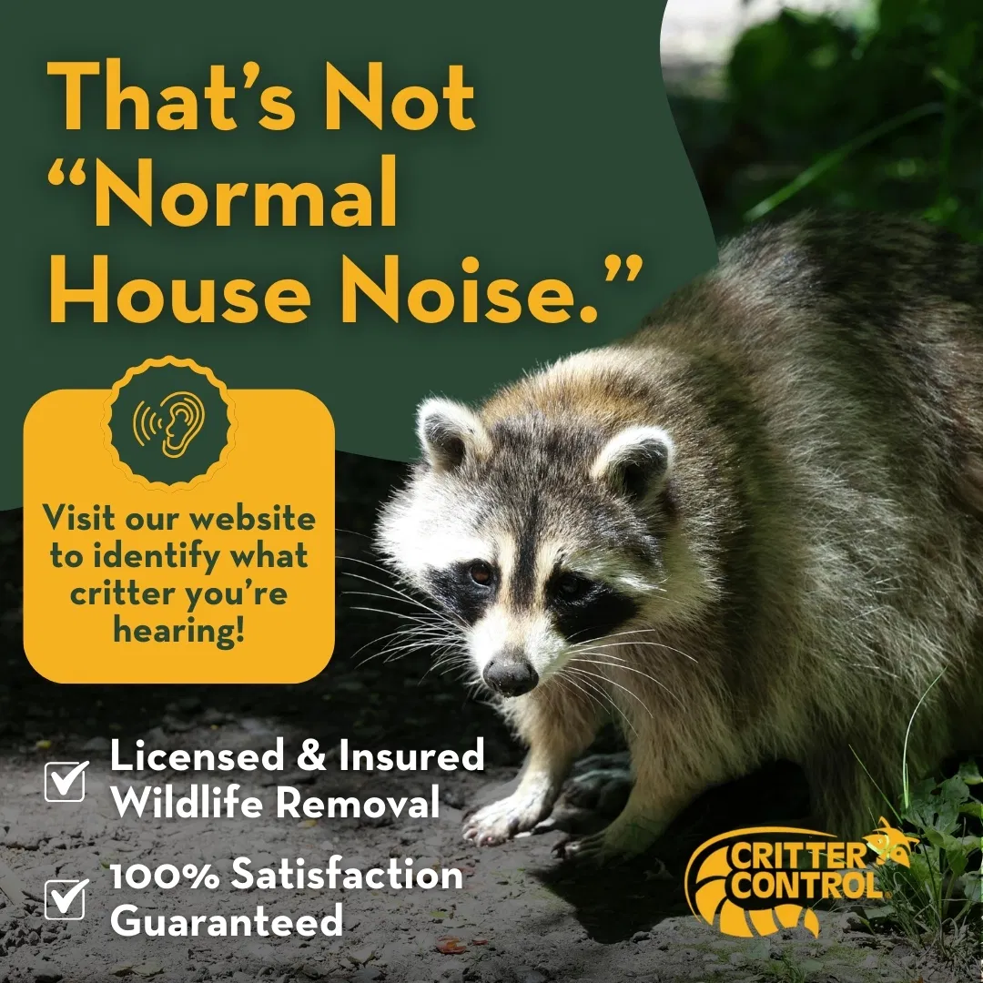 Critter Control Dallas Ft Worth ad