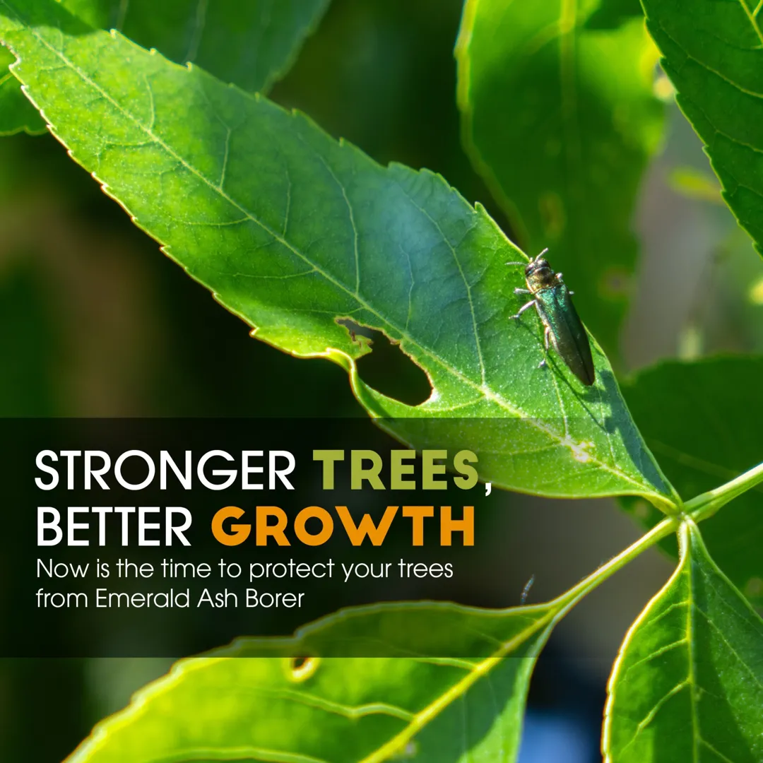 Rainbow Pest Experts ad