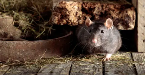 CJB Pest & Mosquito Control ad