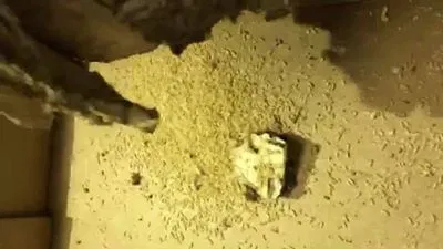 Guardian Preventative Termite & Pest Control ad