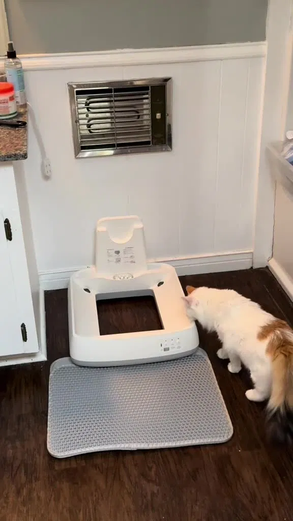 Meowant ad