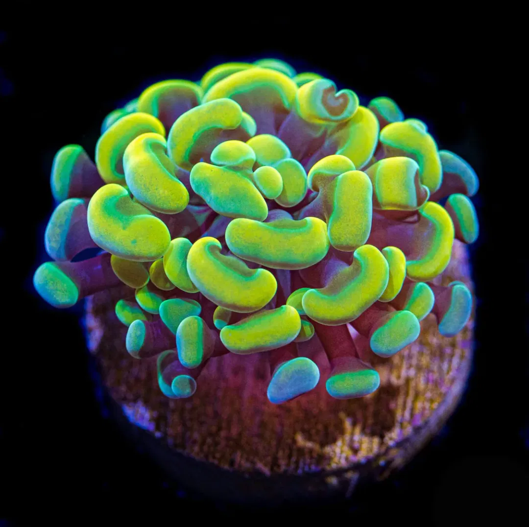 World Wide Corals ad
